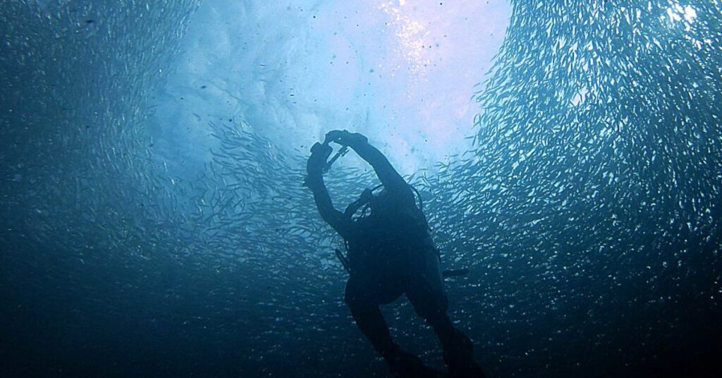 Sardine Run, Moalboal